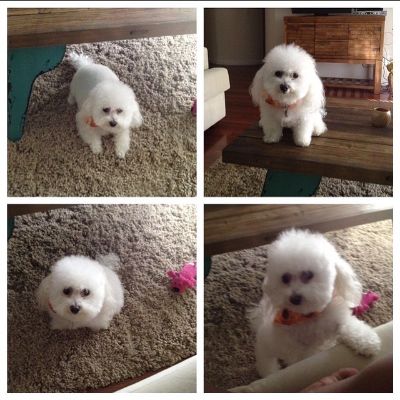 Photo of Jazz Raycole cute pet dog,dime. 